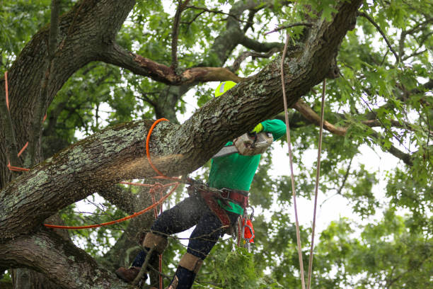 Best Tree Preservation Services  in Levittown, NY