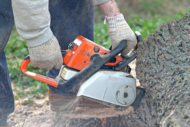 Best Leaf Removal  in Levittown, NY