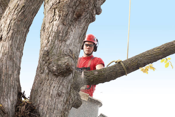 How Our Tree Care Process Works  in  Levittown, NY